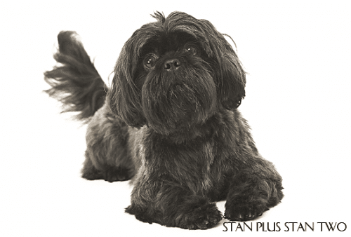 stan-plus-stan-two-dog-photography